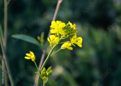 Mustard Plant Flower-Real Yellow View