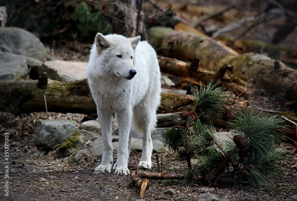 Obraz premium Wolf Portraits