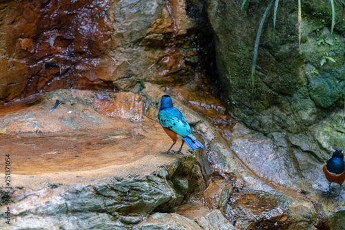 Back side of Superb Starling