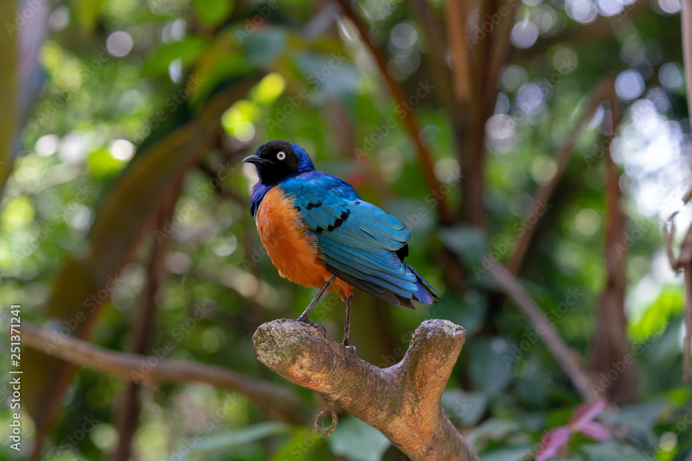Fototapeta premium Superb Starling