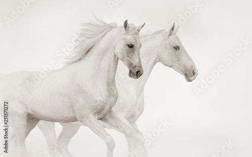 Two purebred stallions running gallop