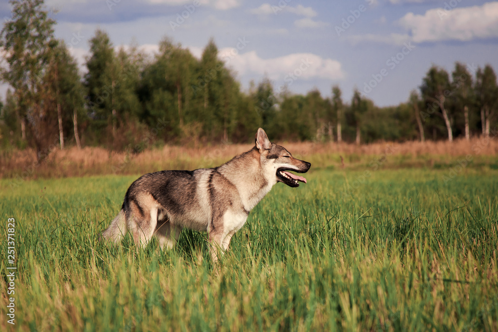The wolf came out of the woods. The wolf is on the field. The wolf looks away. The wolf stands and looks to the side. Profile of the wolf The wolf came out of the woods. The wolf is on the field. The wolf looks away. The wolf stands and looks to the side. Profile of the wolf
