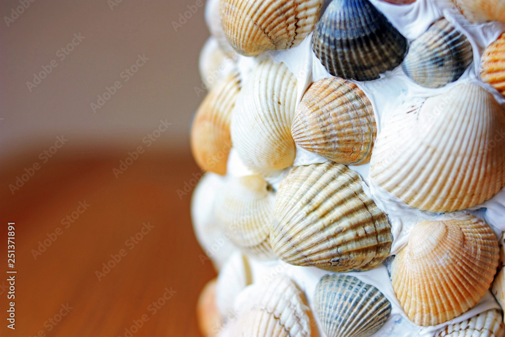 Seashells on the glass