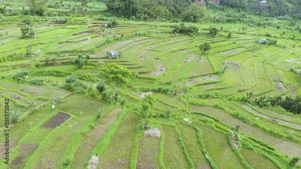 Aerial view of green rice terraces in Bali, Indonesia. Aerial view of green rice terraces in Bali, Indonesia.