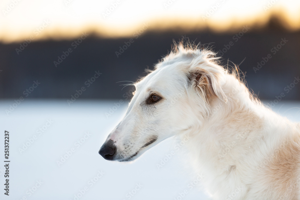 Fototapeta premium Profile Portrait of young beige Russian borzoi dog in the field at sunset in winter