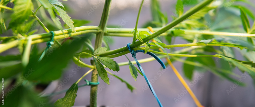 Obraz premium growing marijuana indoor