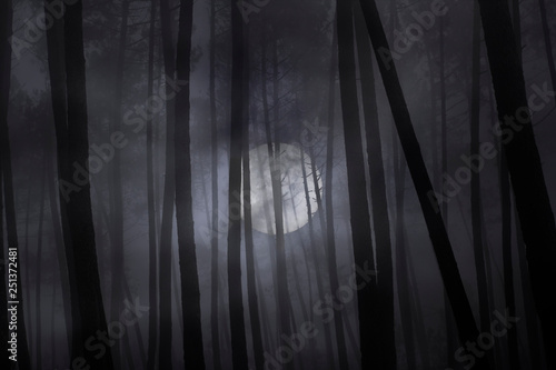 Canvas Print Foggy forest in a full moon night.