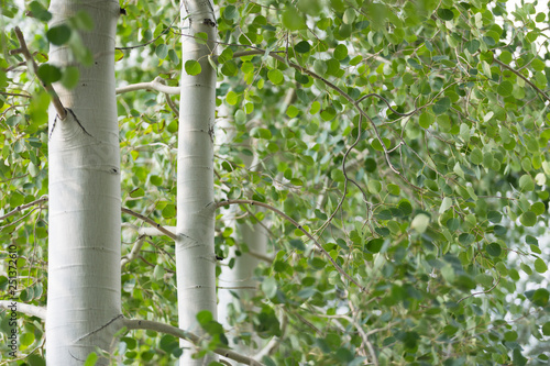 Wallpaper Mural Green foliage and white trunks of quaking aspen trees Torontodigital.ca