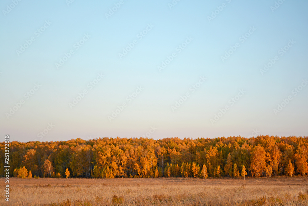 Fototapeta premium Autumn forest in the distance