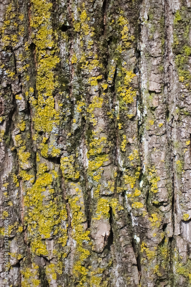 Close up of weathered tree bark with lichen and moss. Close up of weathered tree bark with lichen and moss.