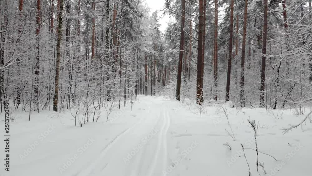 Camera moves among snow-covered trees during snowfall in forest at winter day. Aerial view. Camera moves among snow-covered trees during snowfall in forest at winter day. Aerial view.