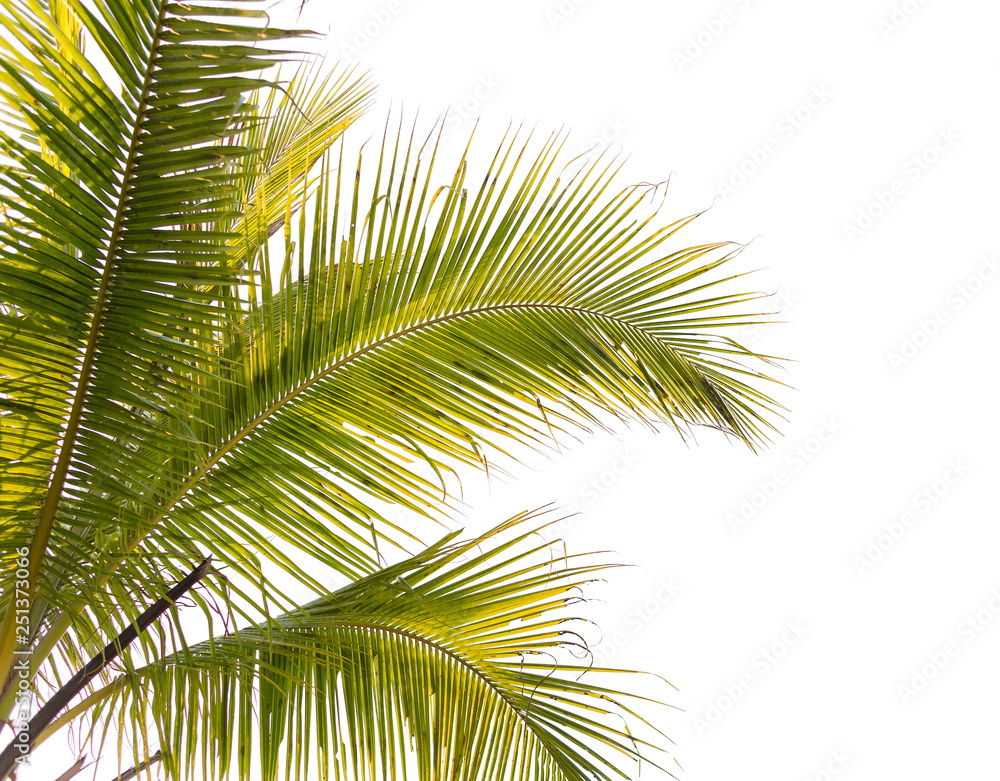 Under coconut tree and coconut leaves on a white background. Under coconut tree and coconut leaves on a white background.