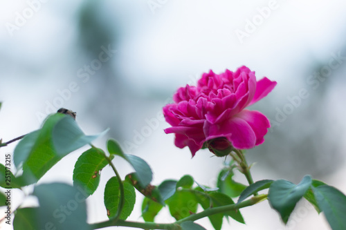 beautiful rose flower with isolated background f1.8 valantines day special februvary 14th