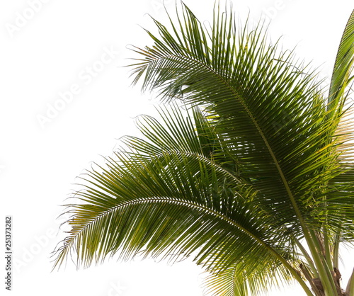 Under coconut tree and coconut leaves on a white background. © ketsiam