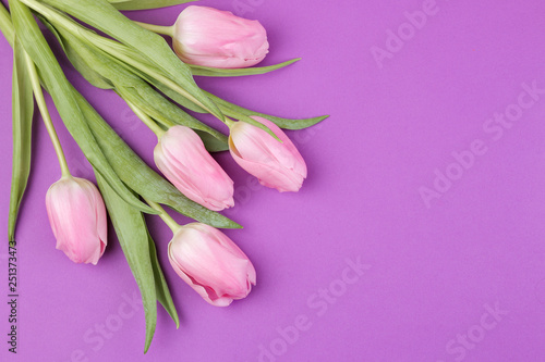 Fototapeta Naklejka Na Ścianę i Meble -  A bouquet of beautiful pink tulips flowers on a trendy bright purple background. Spring. holidays. view from above. place for text. flower frame