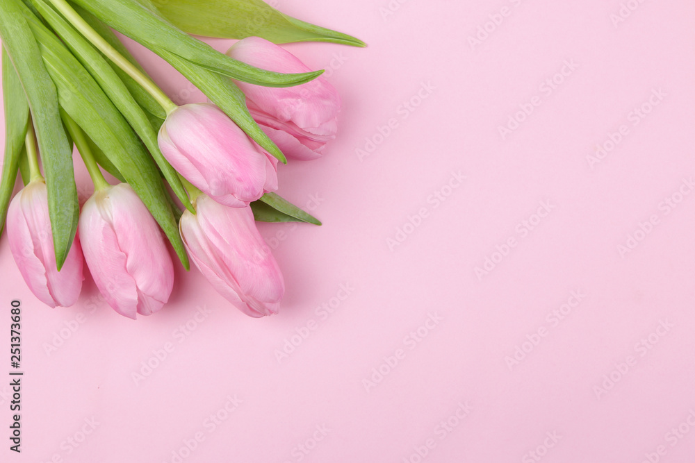 A bouquet of beautiful pink tulips flowers on a trendy pink background. Spring. holidays. top view. free place. flower frame