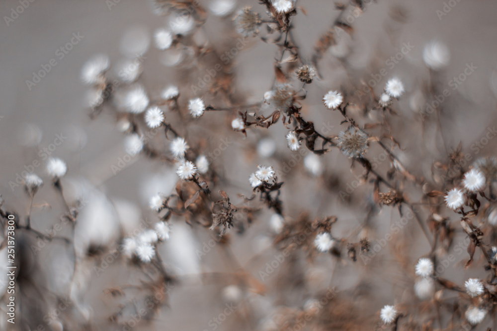 old flower old flower