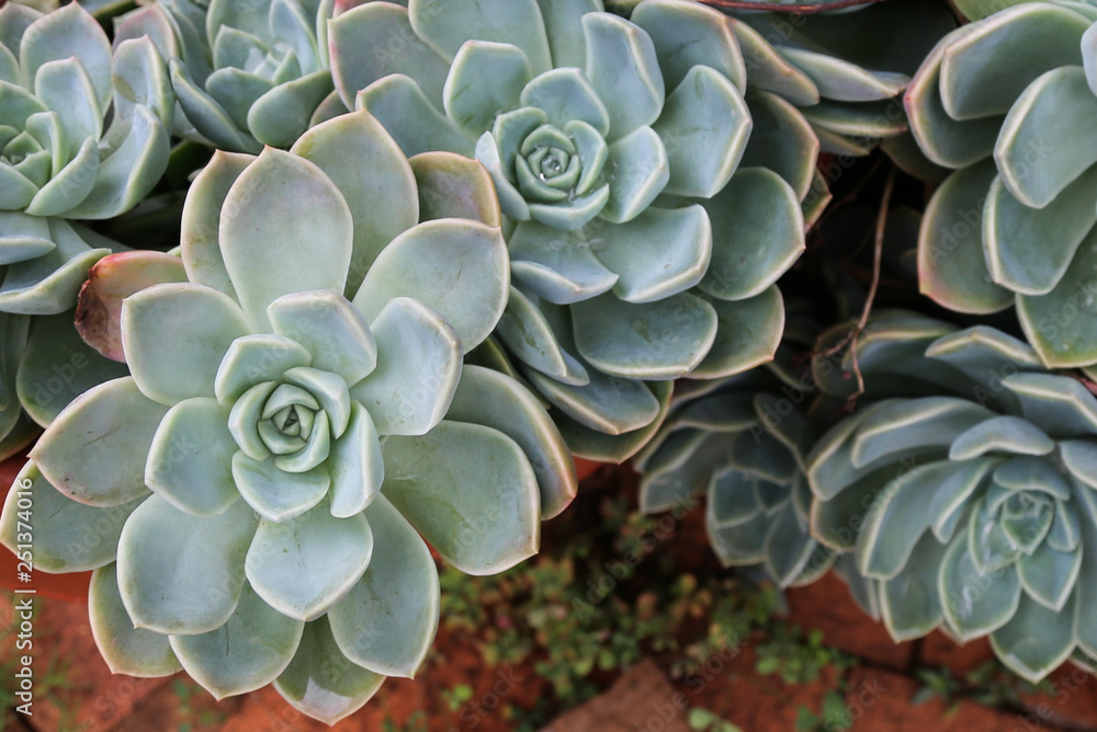 succulents in africa dessert rose succulents in africa dessert rose