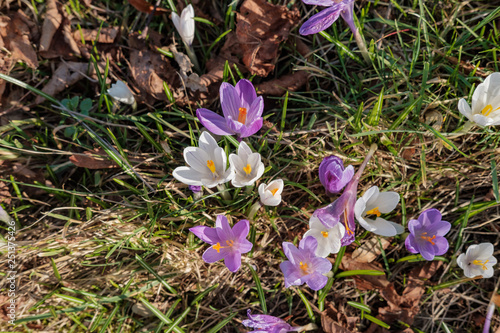 Corcus in bloom photo