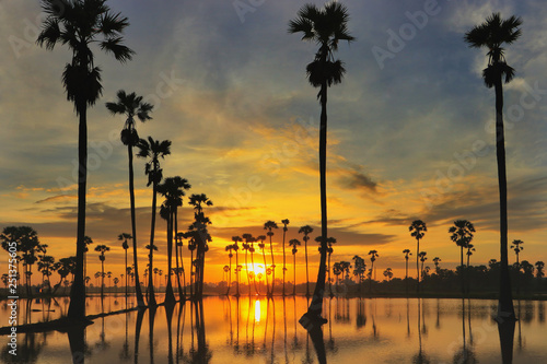 Sunrise and palm trees in the field with water reflected.
