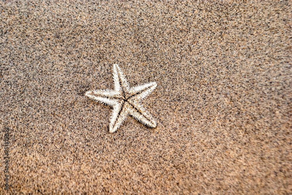 Beautiful summer background. Starfish on sand Beautiful summer background. Starfish on sand