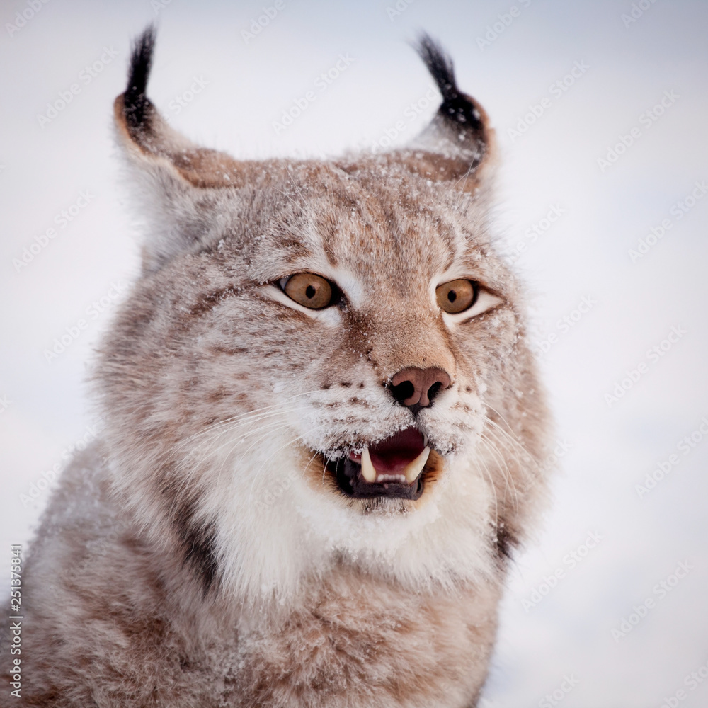 Obraz premium Abordable Eurasian Lynx, portrait in winter field
