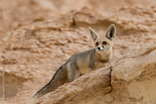 The rüppell's fox, Vulpes rueppellii, in the Egyptian White Desert National Park