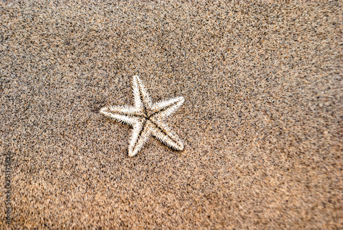 Beautiful summer background. Starfish on sand