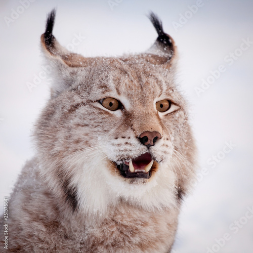 Abordable Eurasian Lynx, portrait in winter field © Farinoza
