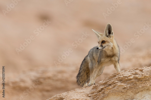 The rüppell's fox, Vulpes rueppellii, in the Egyptian White Desert National Park photo