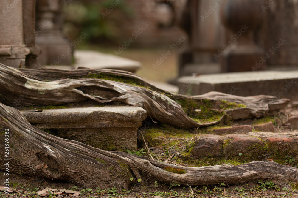 Obraz premium tree root brick moss bokeh background