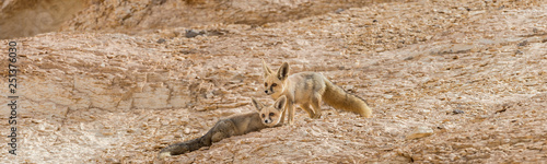 The rüppell's fox, Vulpes rueppellii, in the Egyptian White Desert National Park photo