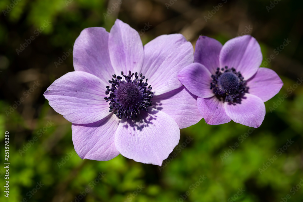 Spring season; wild flower; Anemone (Anemone coronaria) Spring season; wild flower; Anemone (Anemone coronaria)
