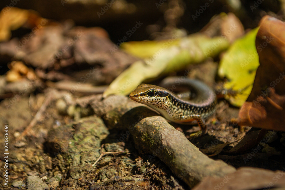 Obraz premium Lizard, Erawan National Park, Thailand.