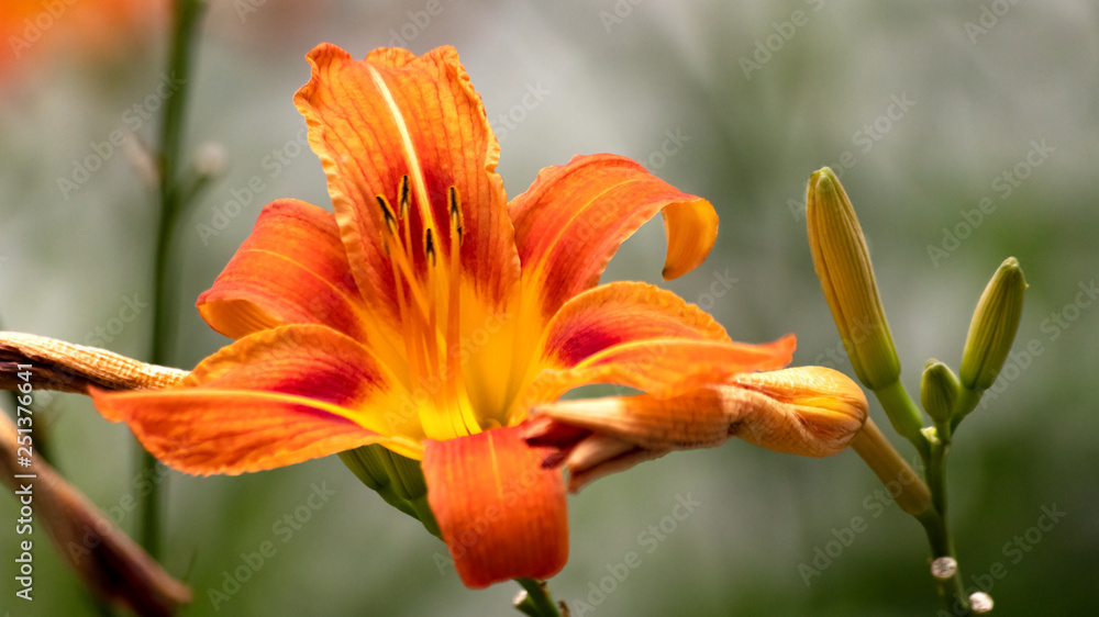 Daylily Daylily