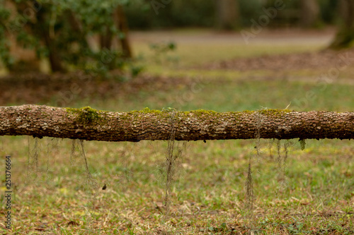 single limb with moss hanging