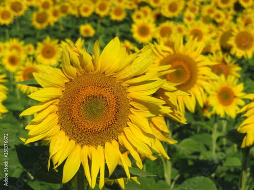 Sunflowers field in summer. Blooming sunflowers, selective focus, concept for cooking oil production, picturesque landscape © Oleg