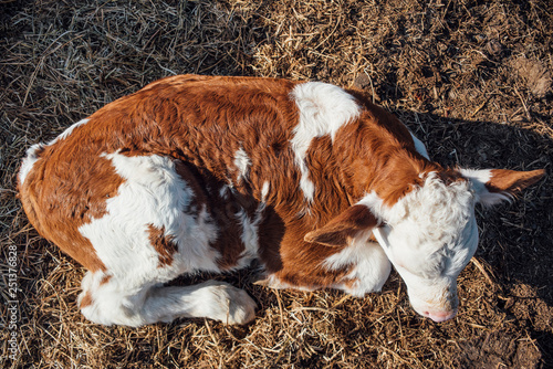 Calf lying on the ground