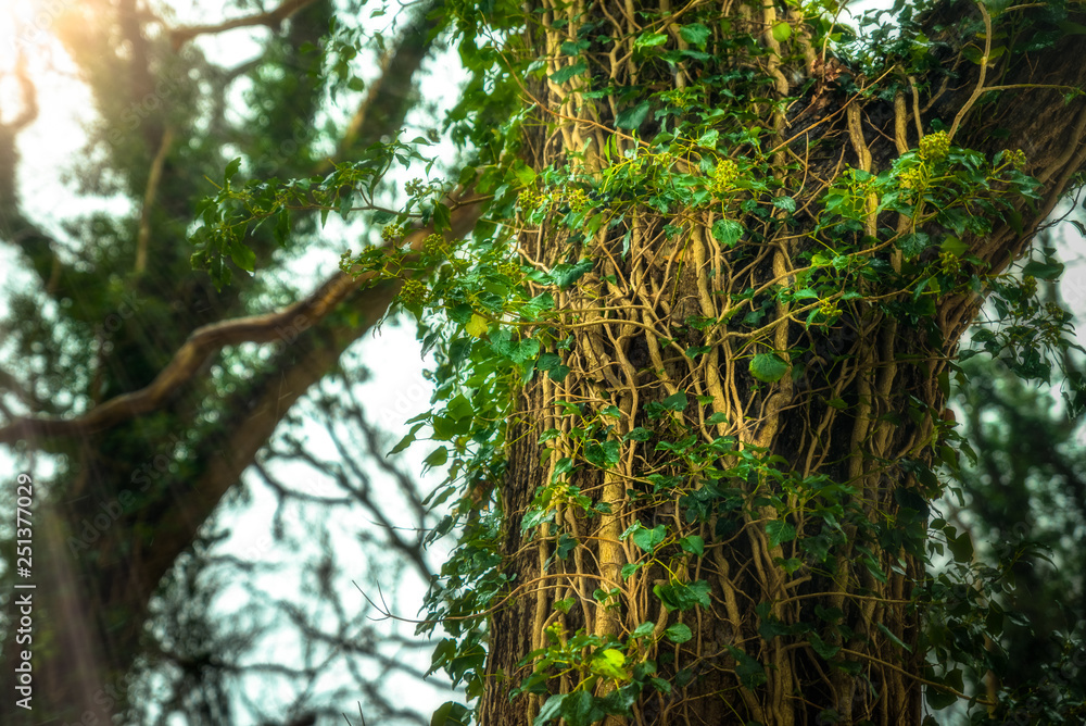 Trees covered in vines with evening light