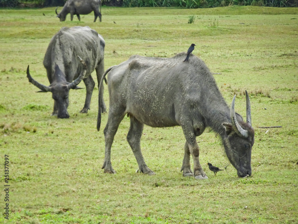 Buffaloes with huge horns graze on a green pasture, Thailand. Buffaloes with huge horns graze on a green pasture, Thailand.