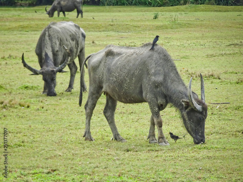 Buffaloes with huge horns graze on a green pasture, Thailand.