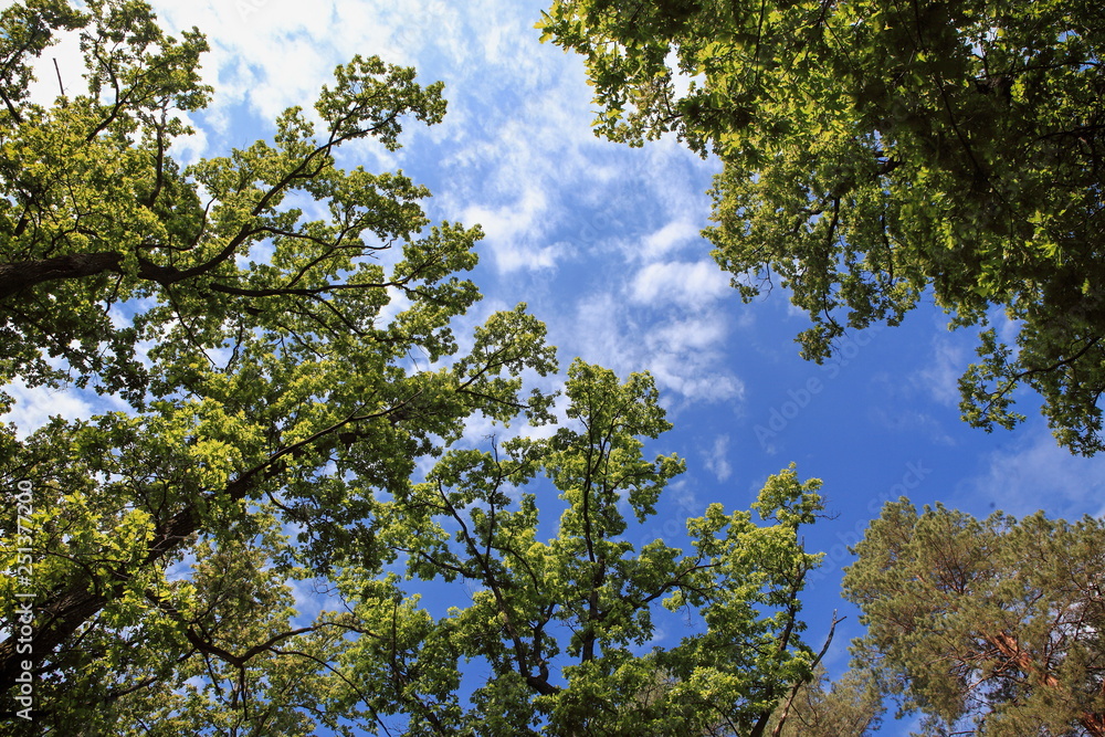 beautiful forest landscape with magnificent sky and sunshine beautiful forest landscape with magnificent sky and sunshine
