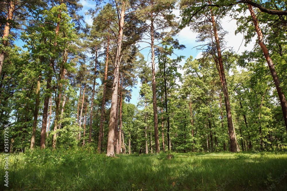 beautiful forest landscape with magnificent sky and sunshine beautiful forest landscape with magnificent sky and sunshine