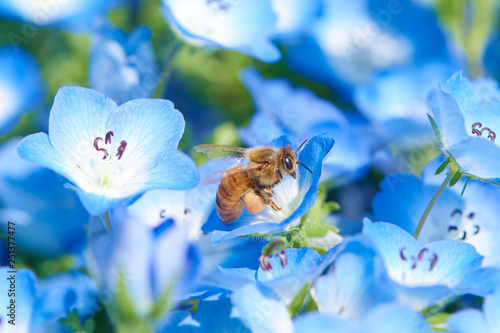 ネモフィラとハチ
