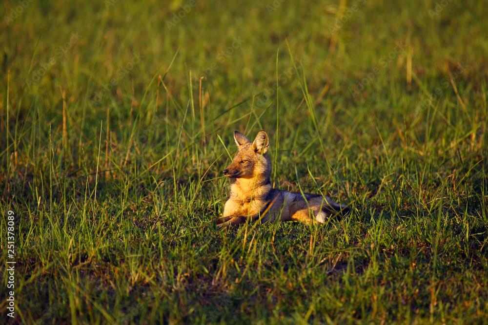The side-striped jackal (Canis adustus) lying in the grass. Jackal with green background.