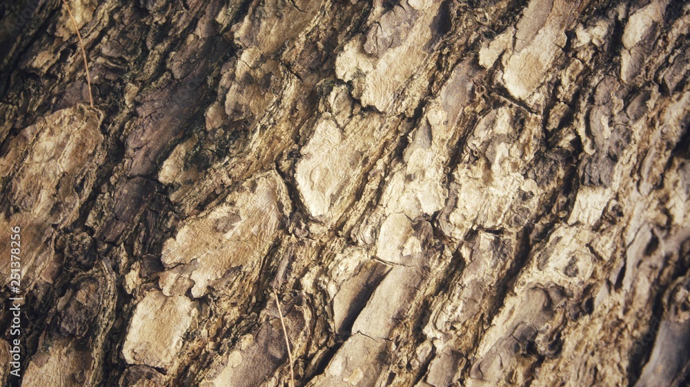 Image of texture of a tree trunk