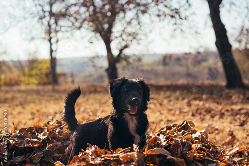 Black puppy playing in the fallen leaves