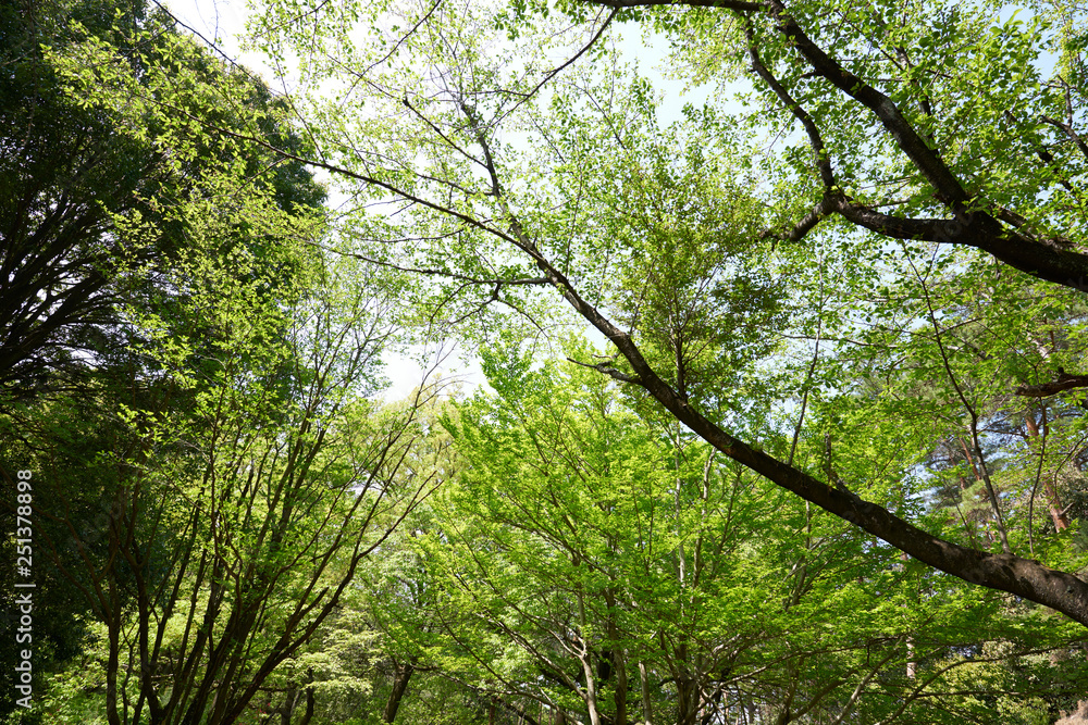 Fototapeta premium 森林の公園