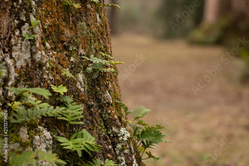 moss and fern on edge of tree with bokeh