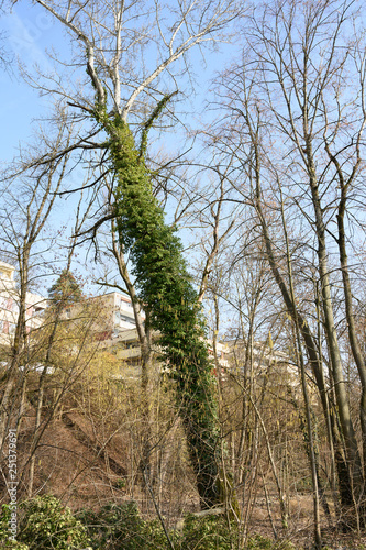 Von Efeu umschlungerer Baum, Limmatufer, Zürich, Schweiz